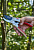 Секатор с рычажным механизмом PB 05 ELITECH Garden